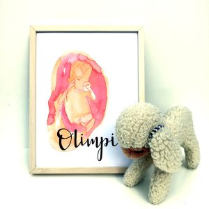 ecografía-ilustrada-olimpia